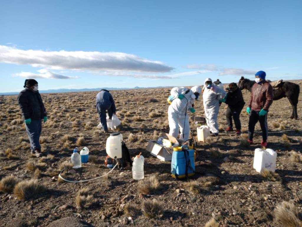 Continúa el trabajando de prevención de tucura&nbsp;sapo