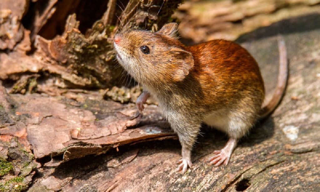 Nuevo caso de Hantavirus en&nbsp;Chubut