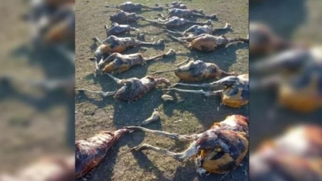 Cazadores furtivos mataron a 19 ñandúes sólo para quedarse con las&nbsp;plumas