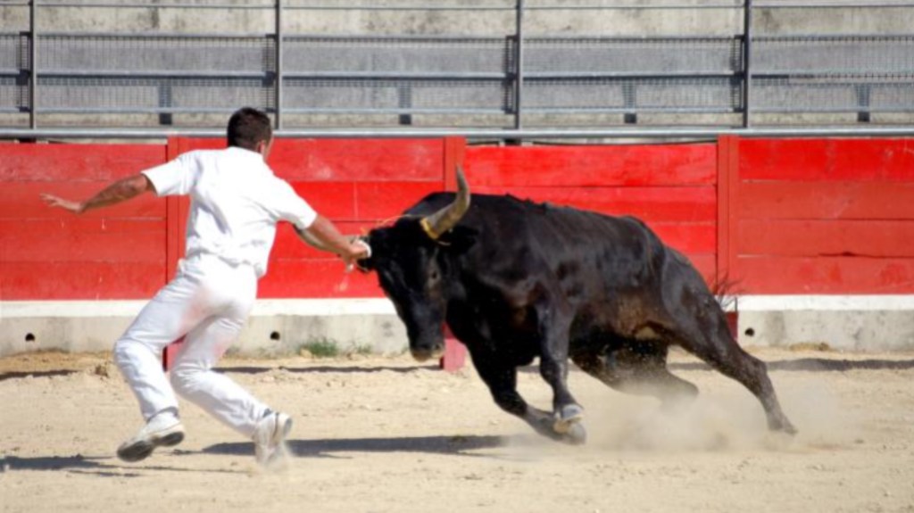 Un toro se hizo el muerto y asesinó a cornadas a un hombre que lo iba a&nbsp;carnear