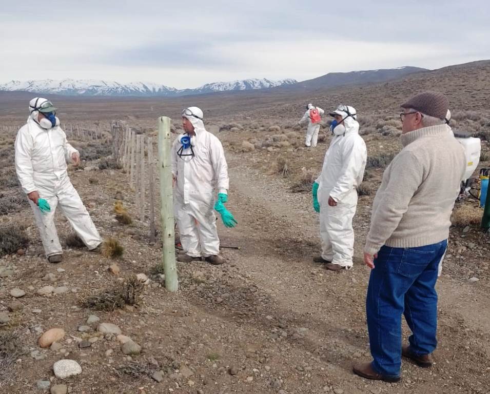 Trabajo en las zonas afectadas ante la aparición de tucura por condiciones&nbsp;climáticas