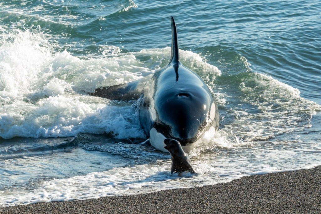 Se convoca a participar del concurso “Explorando las Costas Patagónicas: Avistando Toninas y&nbsp;Orcas”