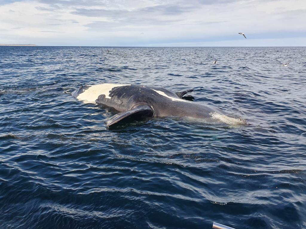 Provincia investiga la causa de muerte de Ballenas Franca en el Golfo&nbsp;Nuevo