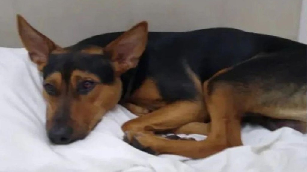 Asesinó a escopetazos a un perro y cuando allanaron su casa descubrieron un arsenal&nbsp;ilegal