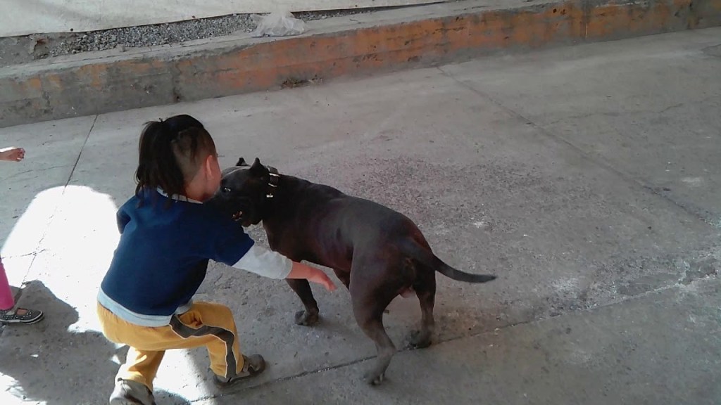 Nena de 2 años en grave estado al ser atacada por un&nbsp;perro