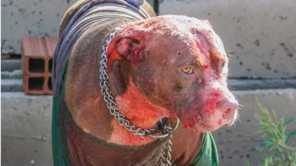 Un nene de 13 años entró a robar en una cancha de fútbol 5 y un pitbull lo atacó&nbsp;brutalmente