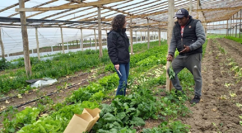 El Municipio tomó muestras de verduras en&nbsp;invernaderos