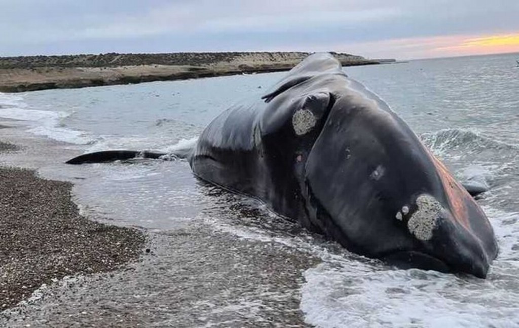 Tristeza: ya son 13 las ballenas muertas en&nbsp;Chubut