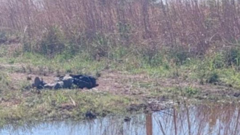 Horror: encontraron el cadáver de un hombre decapitado y con las manos&nbsp;atadas