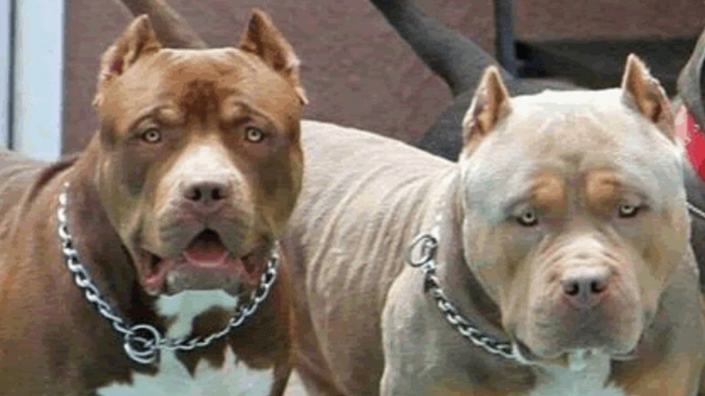 Fue atacada por dos pitbulls, le hicieron 72 puntos y la dueña de las mascotas la amenazó con&nbsp;agredirla