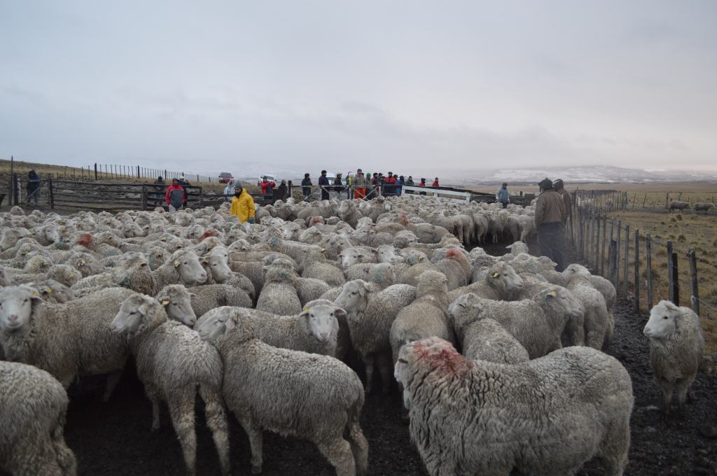 Ruralistas destacan la gestión de un fondo compensatorio para el sector lanero de Chubut y la&nbsp;región