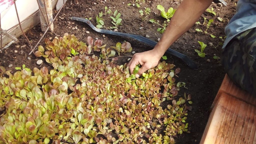 Capacitaciones en huerta y cultivo en el COSE de&nbsp;Trelew