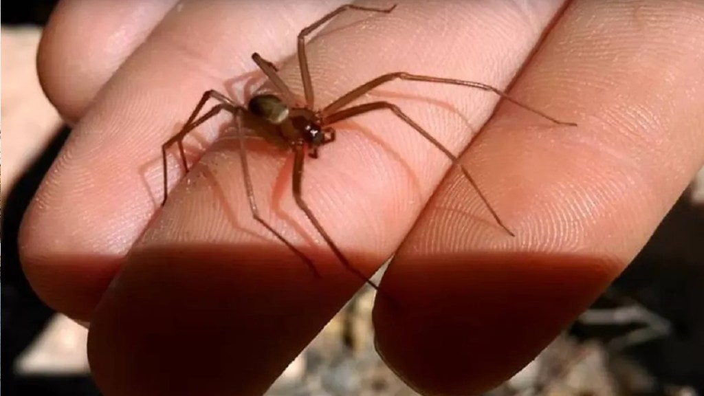 Una beba de un año murió al ser picada por una «araña de&nbsp;rincón»