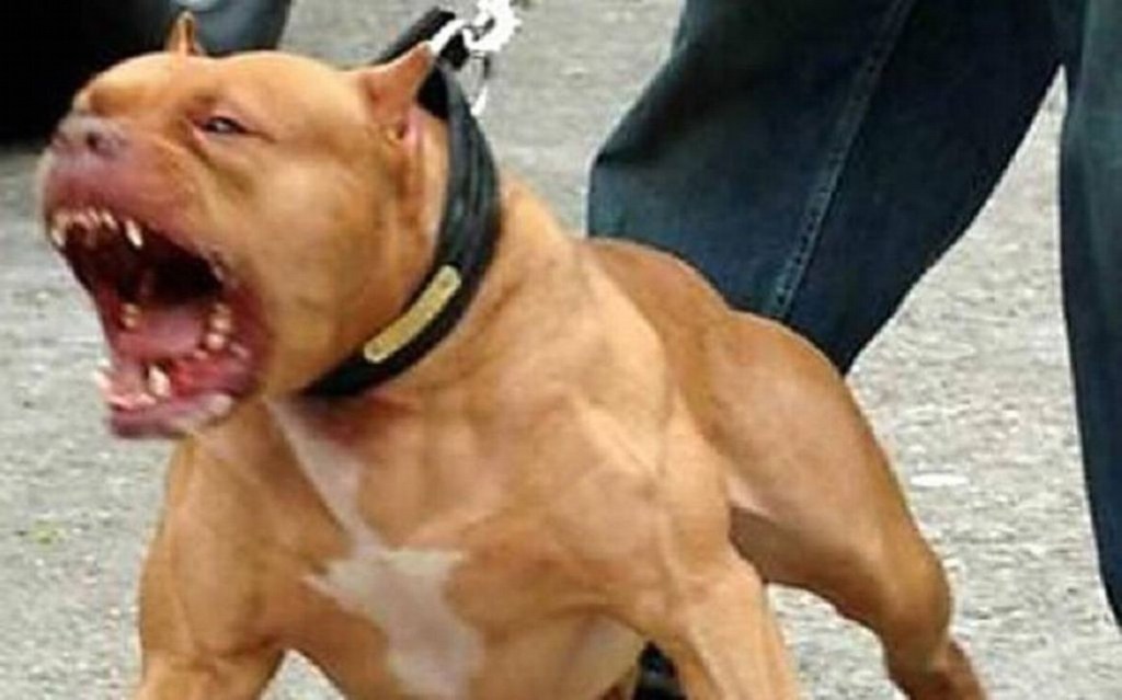 Una beba de 18 meses fue gravemente herida por un pitbull al que tuvieron que matar para&nbsp;salvarla