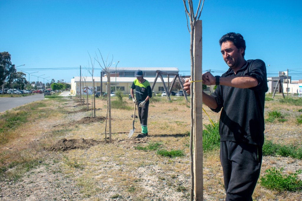 Plantación de árboles donados a Rawson por haber sido seleccionada para un programa de&nbsp;forestación