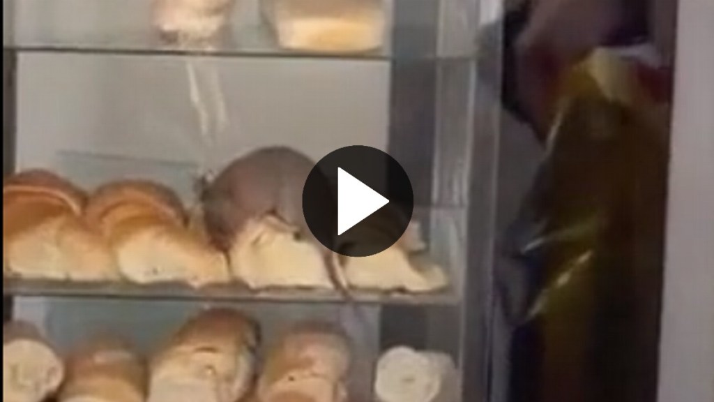 Video: así descubrieron a una rata comiendo medialunas en la vidriera de una&nbsp;panadería