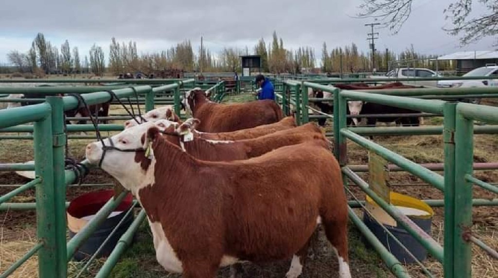 Chubut reiteró el apoyo al sector ganadero en la 33° Exposición Bovina de&nbsp;Sarmiento