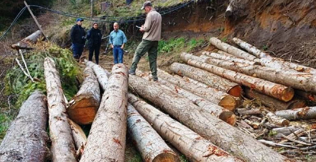 Nueva tala ilegal de bosque en Lago&nbsp;Puelo