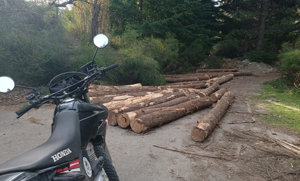 Nuevo corte ilegal de madera en la Reserva Forestal Cerro&nbsp;Currumahuida
