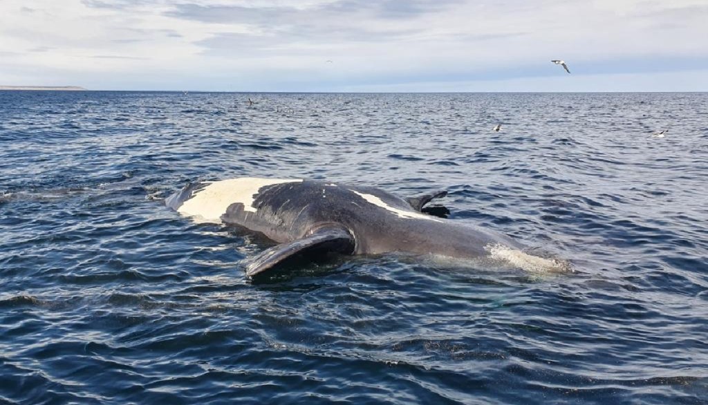Las ballenas murieron en Península Valdés por «Marea&nbsp;roja»