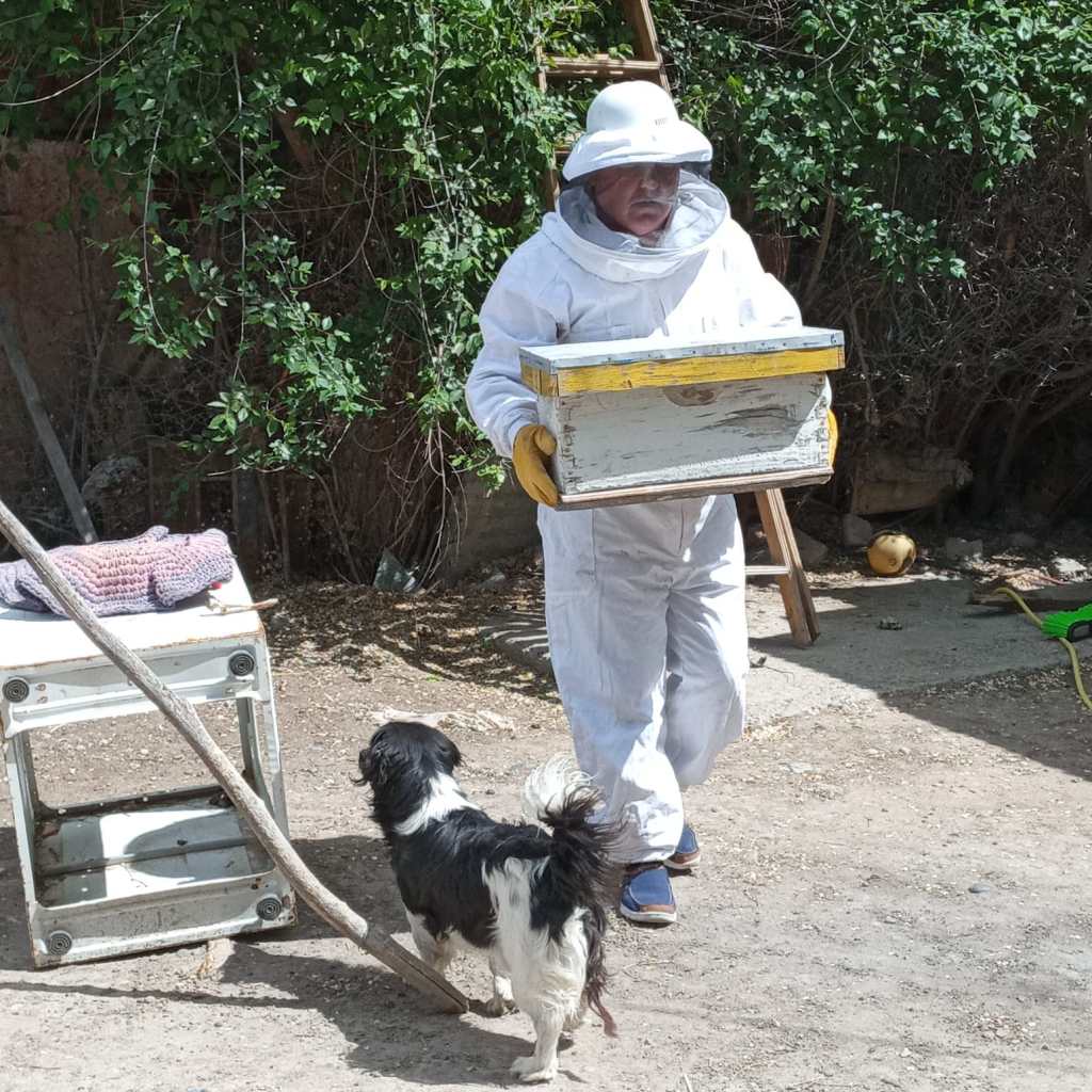 El Municipio trabaja en la reubicación de Enjambres de Abejas&nbsp;Melíferas