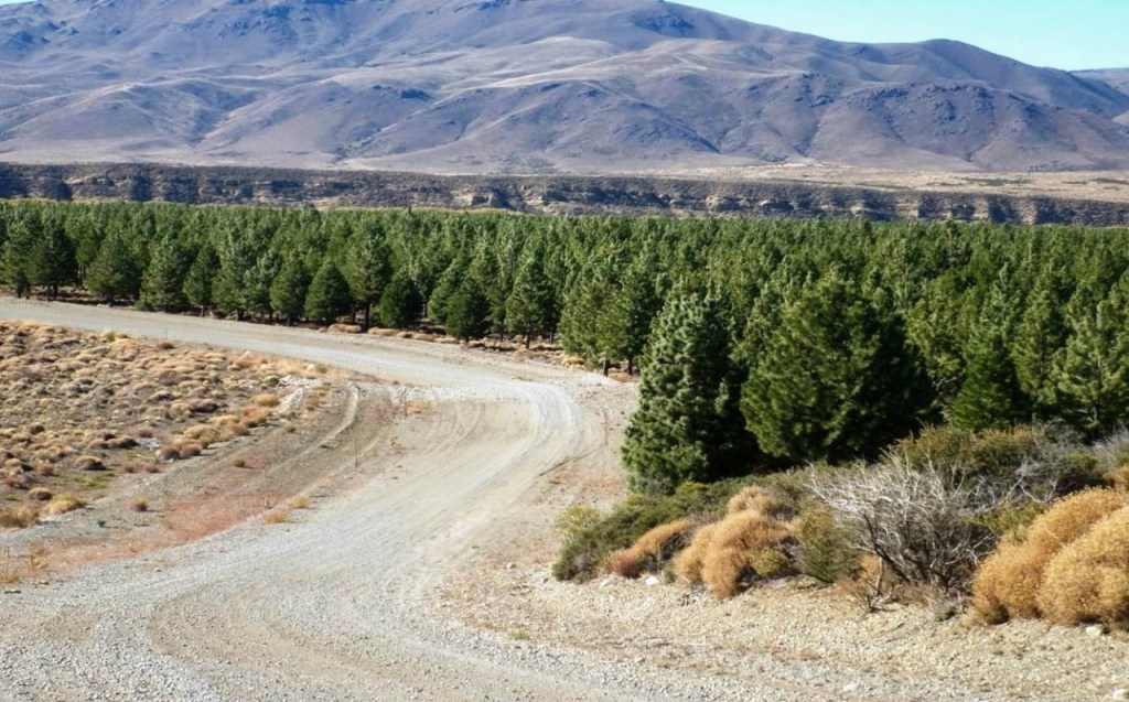 Continúa la convocatoria para acceder a aportes no reintegrables para la promoción&nbsp;forestal