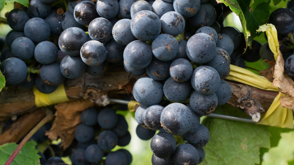 Chubut participará en las Jornadas Nacionales de Turismo del Vino en&nbsp;Salta