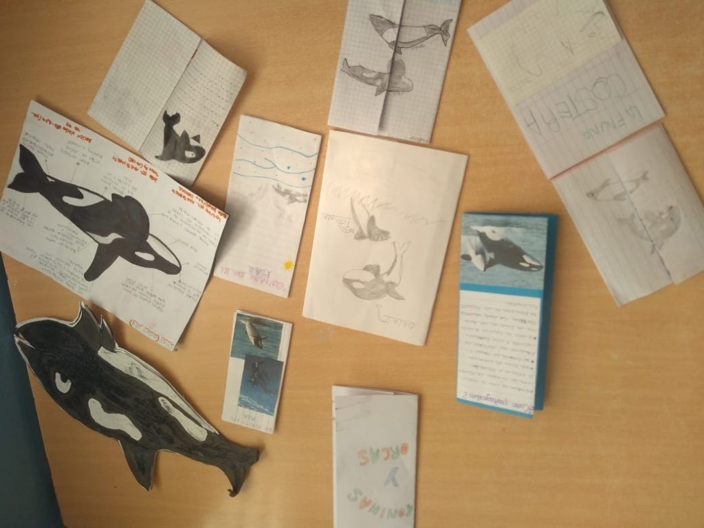 Provincia otorgó el premio del concurso educativo sobre toninas y orcas a una escuela de&nbsp;Madryn