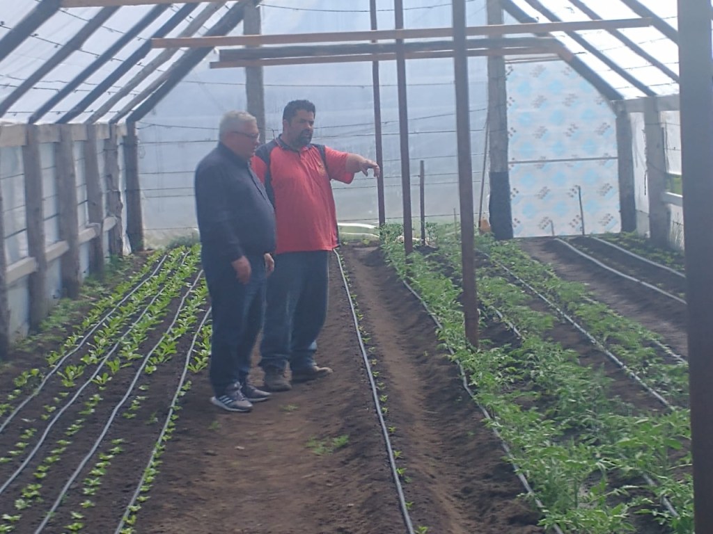 Cholila produce hortalizas bajo&nbsp;cubierta