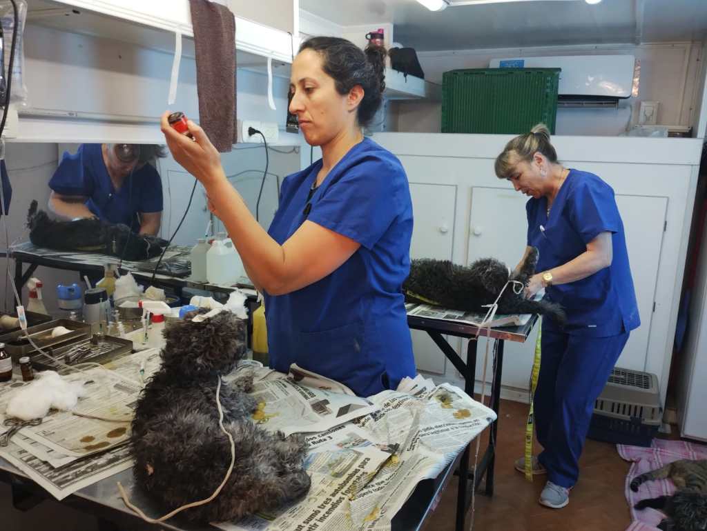 Más de 3000 mascotas asistidas en la campaña de desparasitación gratuita en&nbsp;Trelew