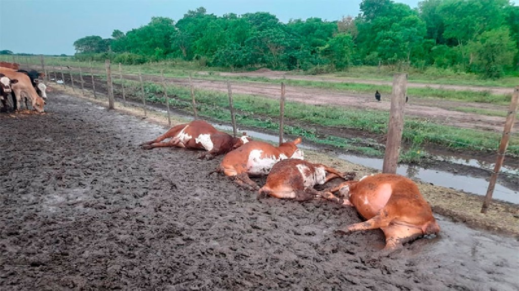 Un rayo fulminó a 65 terneros dentro de un&nbsp;corral