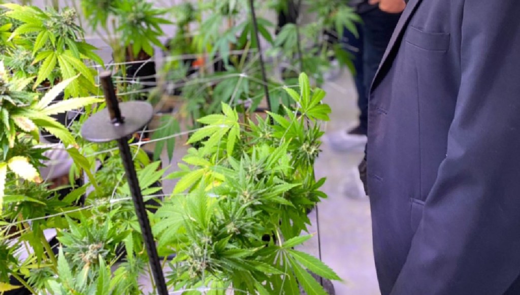 Chubut cuenta con una empresa especializada en la producción y distribución de derivados de cannabis&nbsp;medicinal