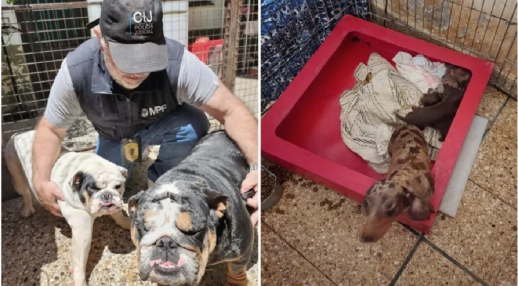 Clausuraron un criadero ilegal de perros y 22 animales fueron&nbsp;rescatados