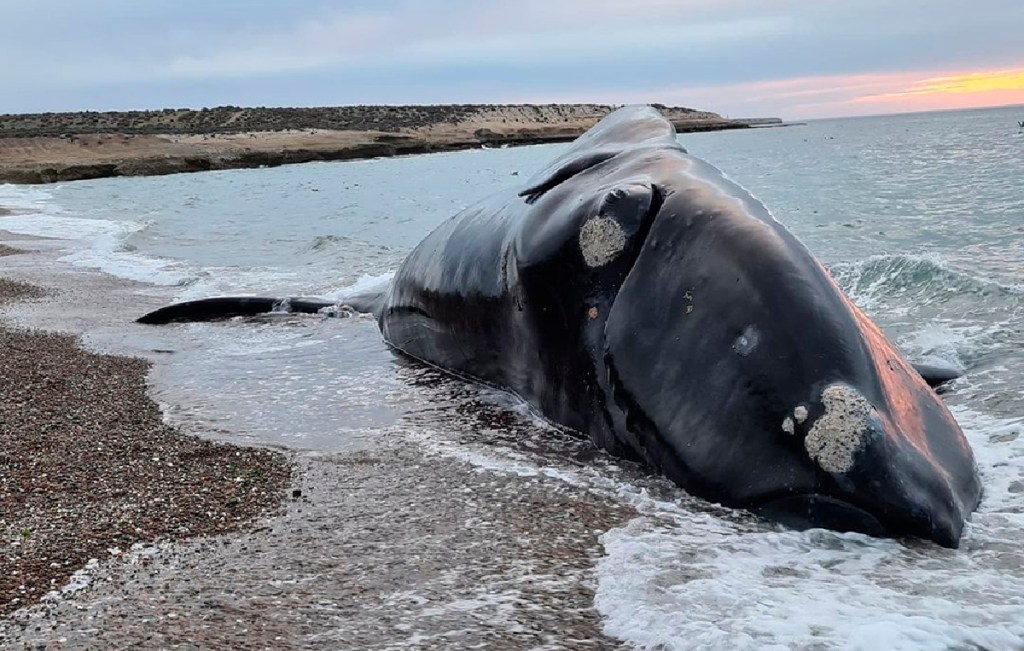 ¿Marea Roja? Que piensa la gente sobre la mortandad de&nbsp;ballenas