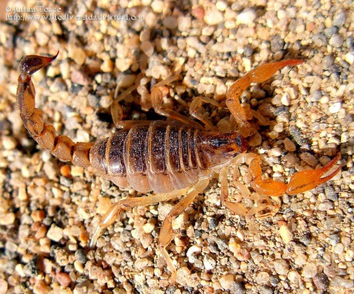 Extremar cuidados para evitar picaduras o mordeduras de animales ponzoñosos en&nbsp;Chubut