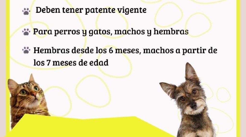 Convocan a patentar mascotas para acceder a&nbsp;esterilización