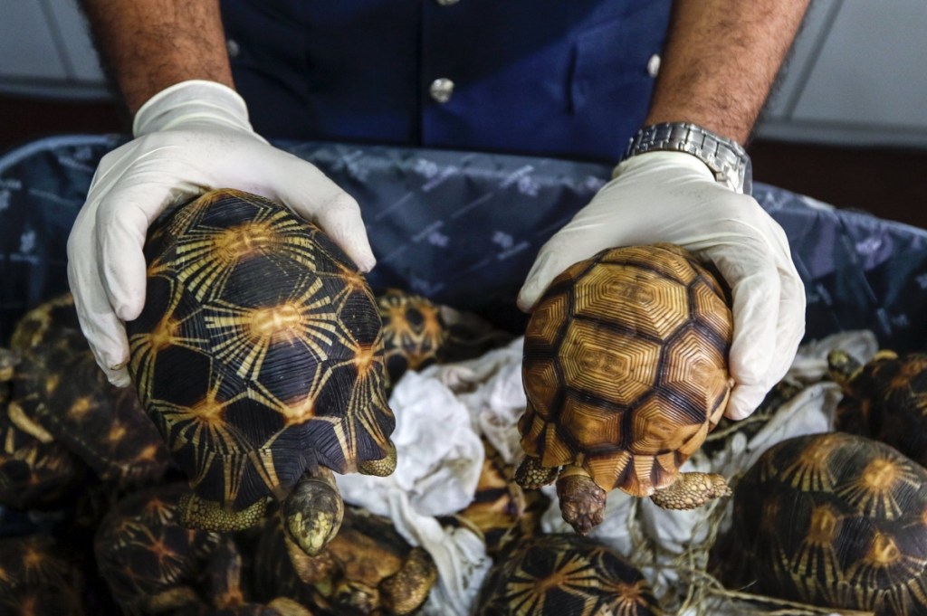 Rescatan aves y tortugas que iban a ser vendidas de forma&nbsp;ilegal