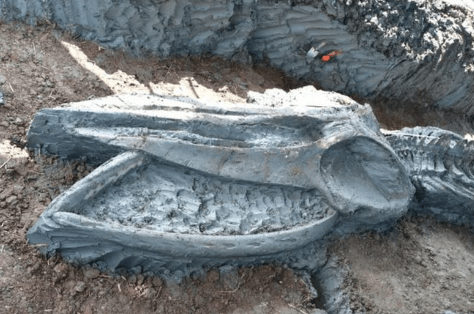 Hallan el cráneo de una ballena que vivió hace 12 millones de&nbsp;años