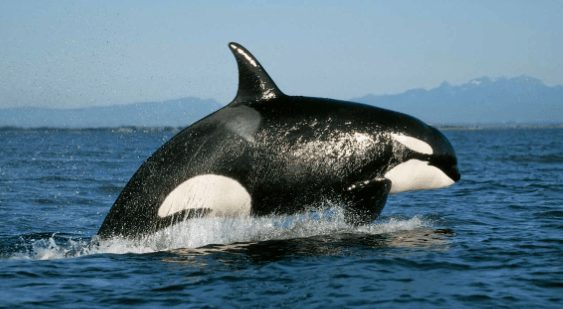 Se realizará la «Semana de las Orcas» en&nbsp;Chubut