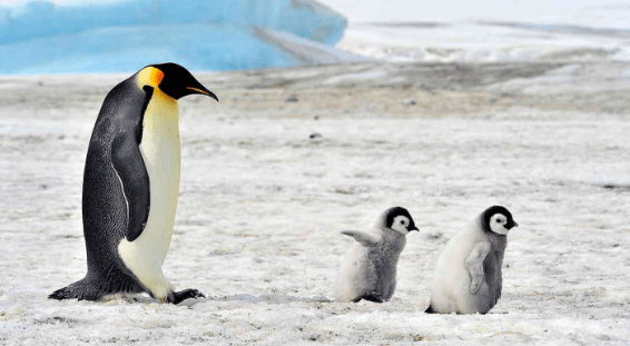Descubren nueva colonia de pingüinos emperador en la&nbsp;Antártida