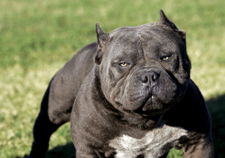 Una mujer fue atacada por su perro y perdió una&nbsp;mano