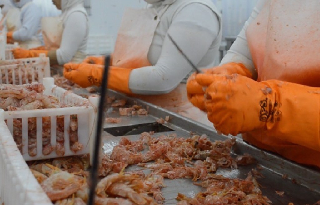 Adjudicarán lotes en Puerto Madryn para la pesquera Food&nbsp;Partners