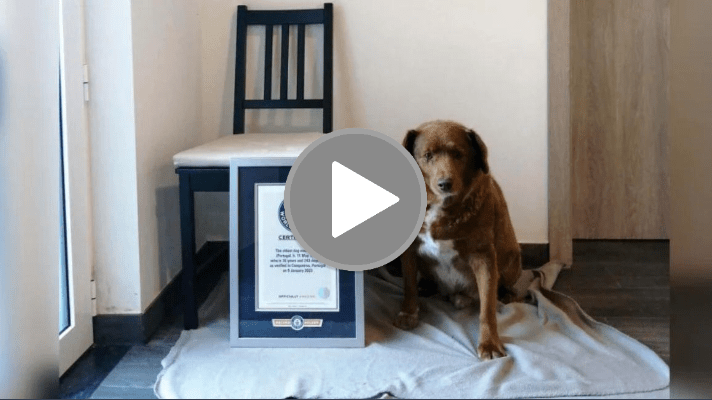 Un perro de Portugal posee el récord Guiness por ser el más longevo del&nbsp;mundo