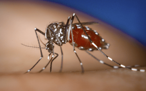 Investigan tres posibles casos de chikungunya en Buenos&nbsp;Aires