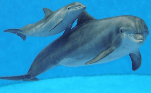 Buscan proteger y preservar a delfines franciscanas en Bahía&nbsp;Blanca