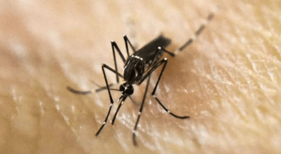 Catamarca confirma 618 casos de dengue en el&nbsp;año