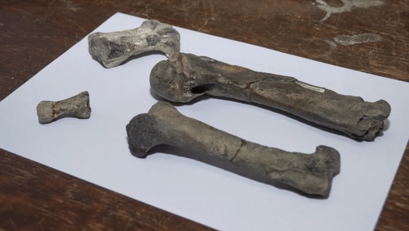 Fósiles de pingüinos dan indicadores de separación entre Antártida y&nbsp;Sudamérica