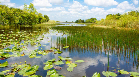 Buscan crear conciencia en el «Día Mundial de los&nbsp;Humedales»