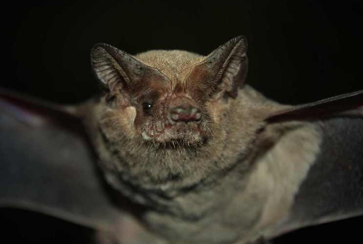 Trelew: Apareció un murciélago con&nbsp;rabia