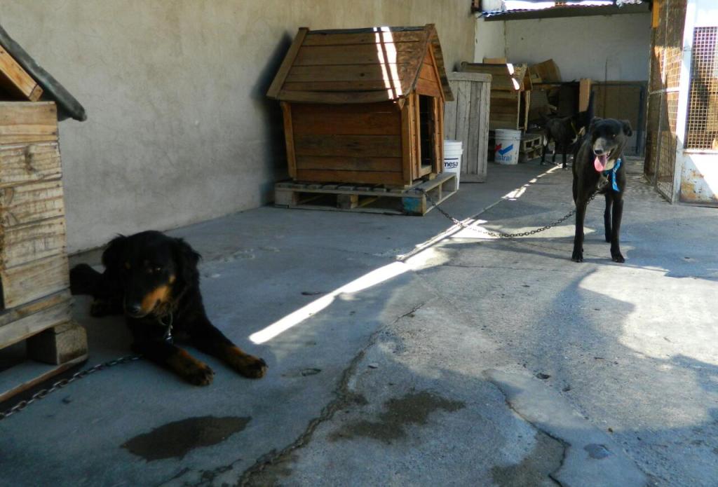 Trelew: Zoonosis invita a los vecinos a sumarse al programa de adopción de&nbsp;mascotas